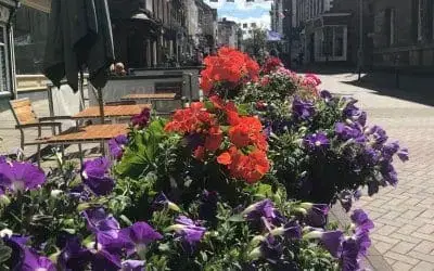 TENDER: City Planting & Watering