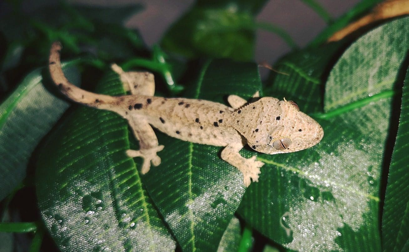 Visit the National Waterways Museum Gloucester this half-term and get up close to some absolutely amazing reptiles and invertebrates. On Wednesday 31st May Jonathan's Jungle Roadshow is joining them for two, 90-minute informative sessions at 11am and 1pm.