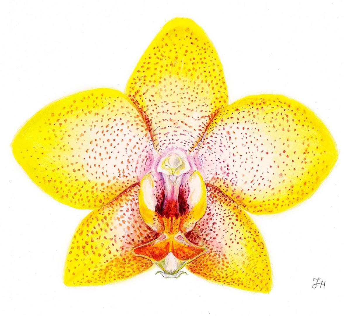Orchid's at The Folk! on Saturday 13th May 2023 - 10am to 4pm.